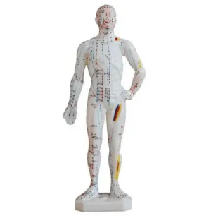 Acupunture Mannequin Small